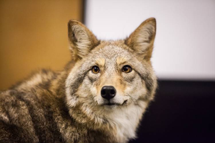 Column: Vermont Fish & Wildlife is defying legislative mandates on coyote hunting