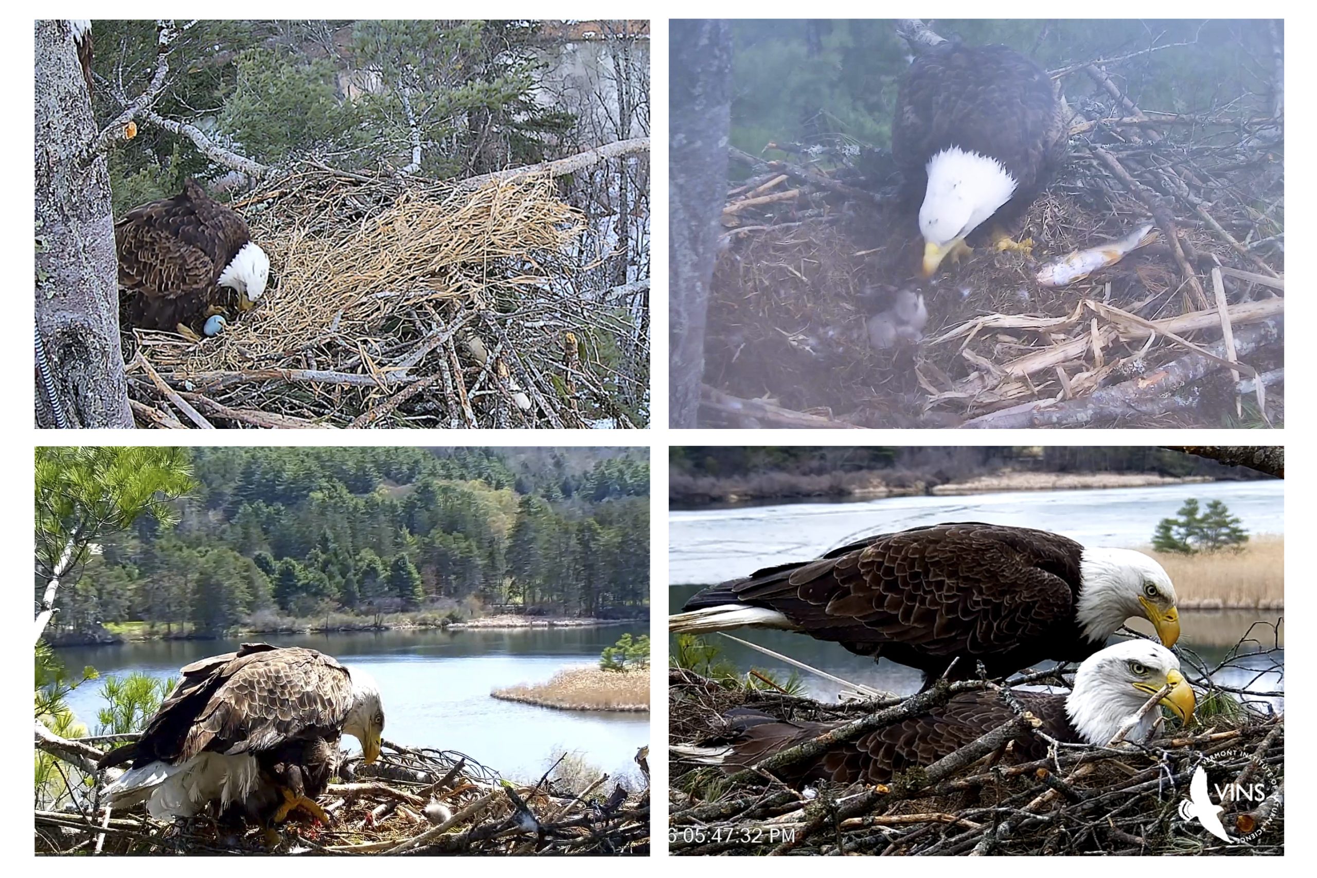 VINS eaglet hatches, gains fans online