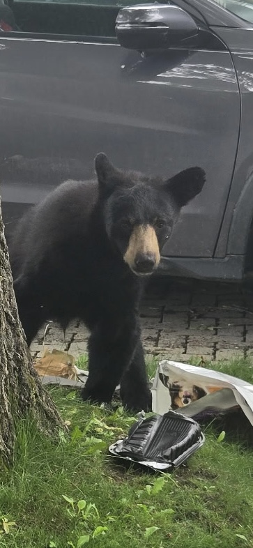 Woodstock residents urged to secure garbage amid bear sightings